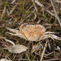 Crab skin